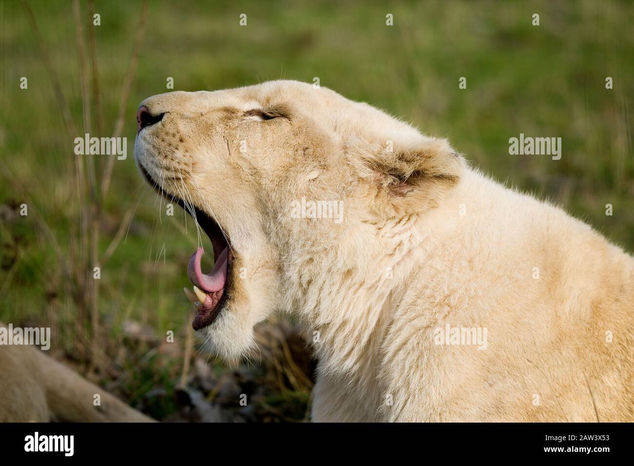 White Lion panthera leo krugensis, Femmina sbadigli Foto Stock