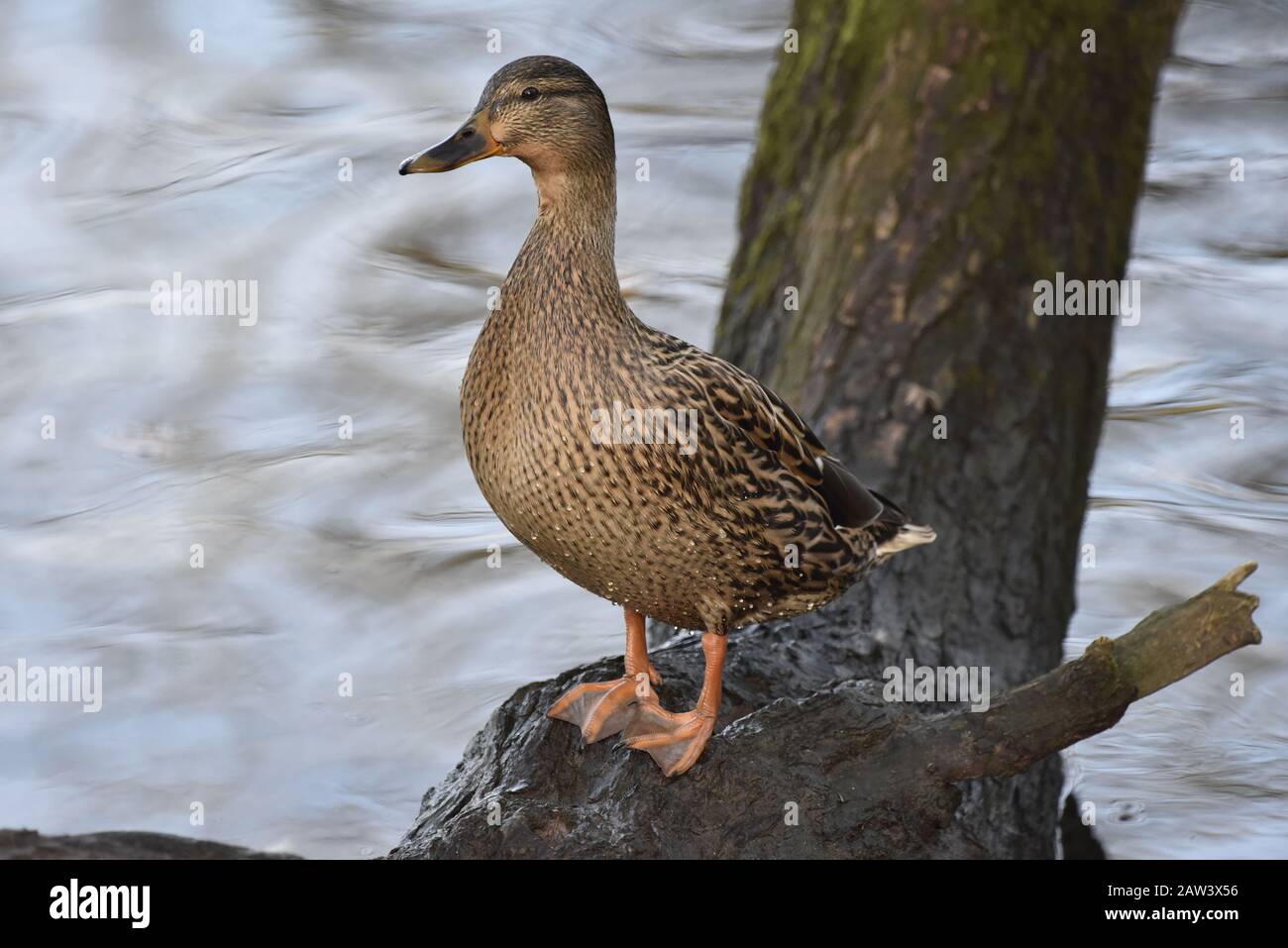 Femmina Mallard Duck Anas platyrhynchos in piedi su albero Log on Lago in inverno Foto Stock
