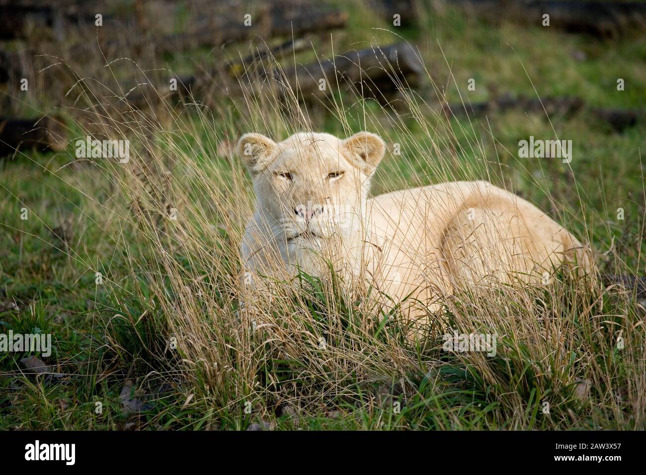 Leone Bianco, panthera leo krugensis, femmina Nascosto behing Long Grass Foto Stock