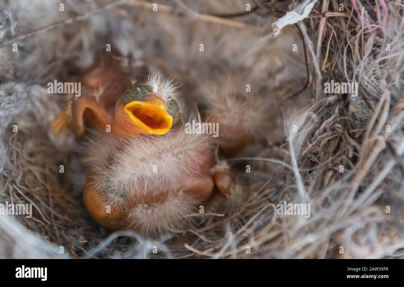 Sono nati il giorno prima, riposati dopo pranzo. Foto Stock