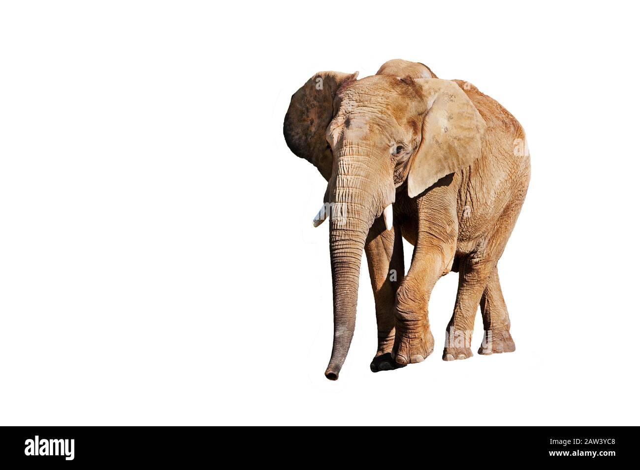 Elefante africano, loxodonta africana, Adult Against White background Foto Stock
