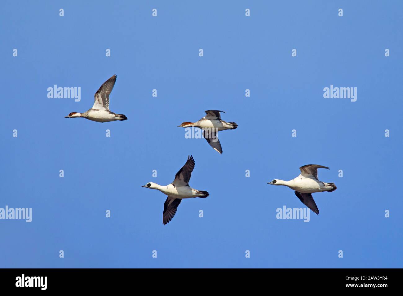 Smew (Mergellus albellus / Mergus albellus) gregge, due coppie in volo contro il cielo blu Foto Stock