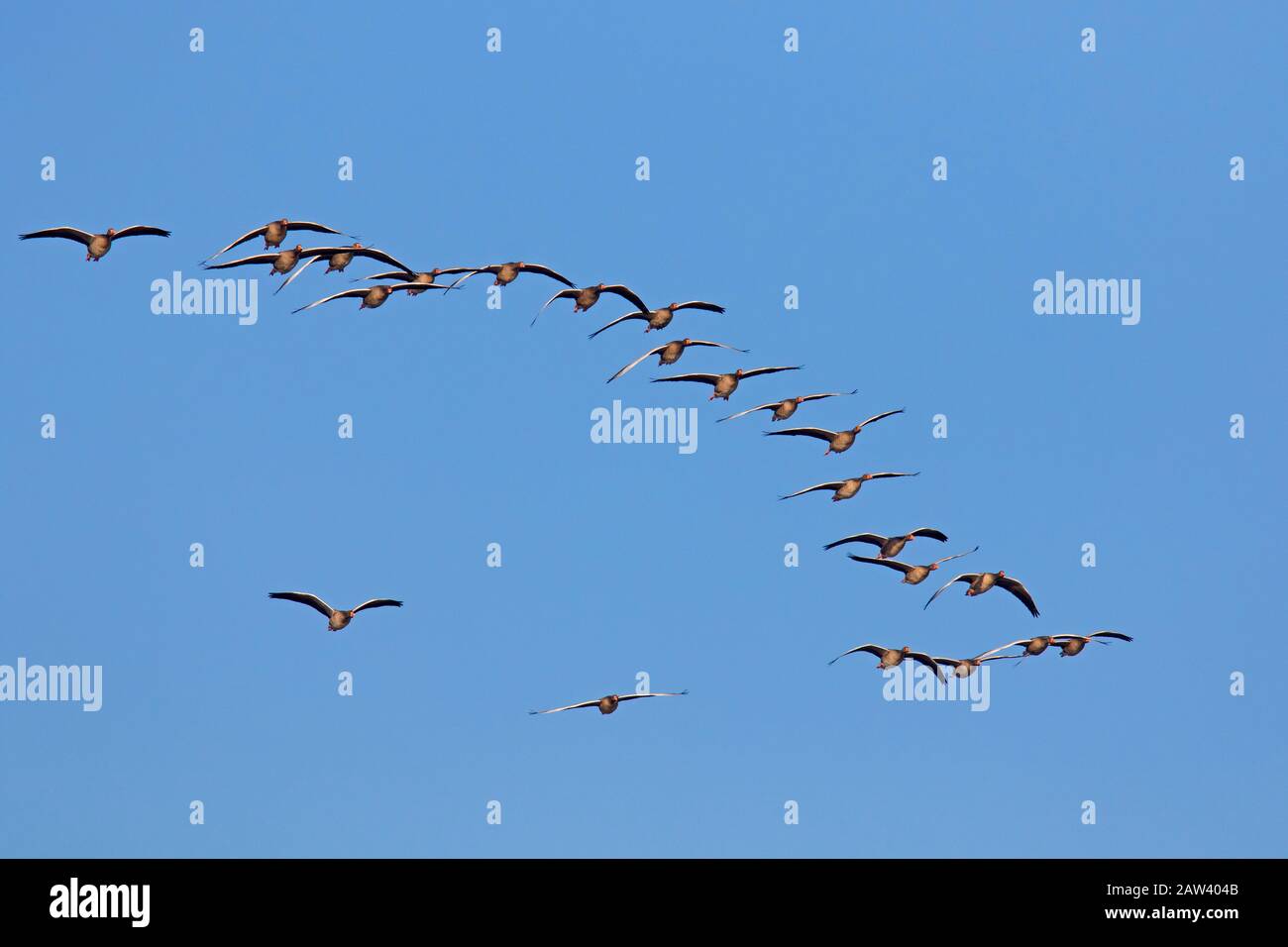 Floccato di geese levrieri migranti (Anser anser) volare in formazione contro il cielo blu in autunno / autunno Foto Stock