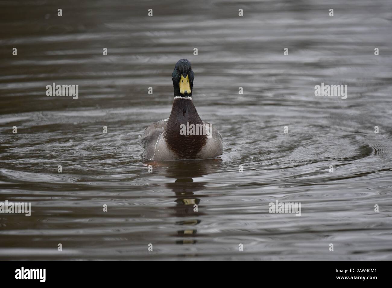 Maschio Mallard Duck (Anas Platyrhychos) Nuoto Verso Camera In Staffordshire Foto Stock