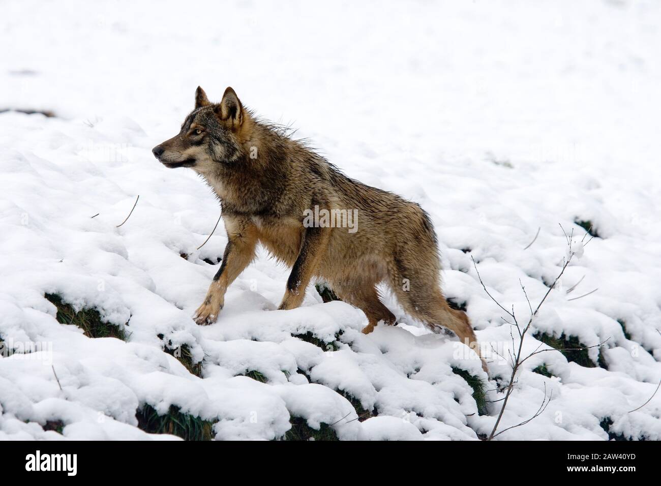 Iberico Wof, canis lupus signatus, adulto in piedi sulla neve Foto Stock