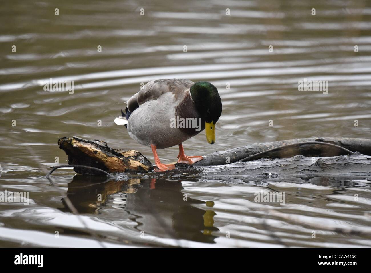 Maschio Mallard Duck (Anas platyrhynchos) Peering in acqua in inverno Foto Stock