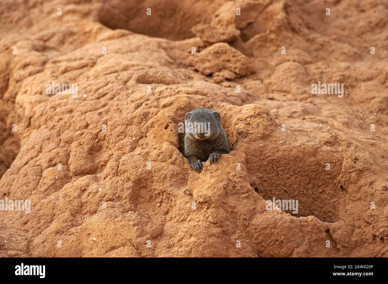 Oca nana, parvula elogale, Adulti in piedi sulla collina di Termite, Parco Masai Mara in Kenya Foto Stock