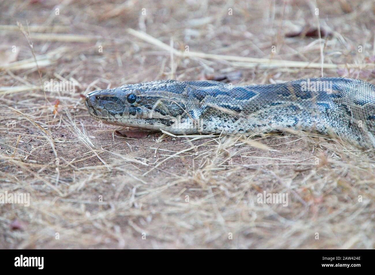 African Rock Python (Python sebae), questo serpente era di almeno 3 metri di lunghezza, vicino a Tendaba, Gambia. Foto Stock