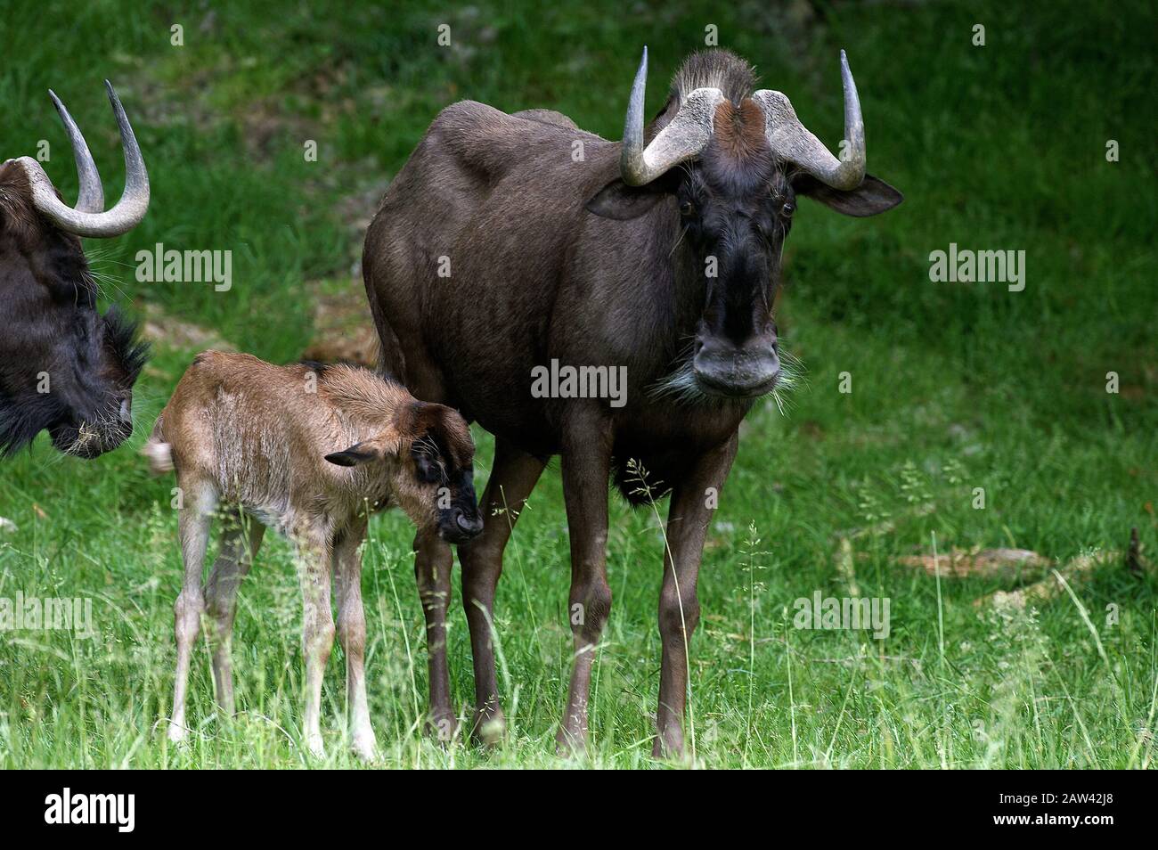 Black hotel, Connochaetes gnou, Femminile con Young Foto Stock