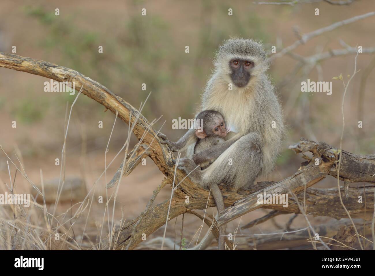 Baby vervet scimmia che allatta madre scimmia Foto Stock