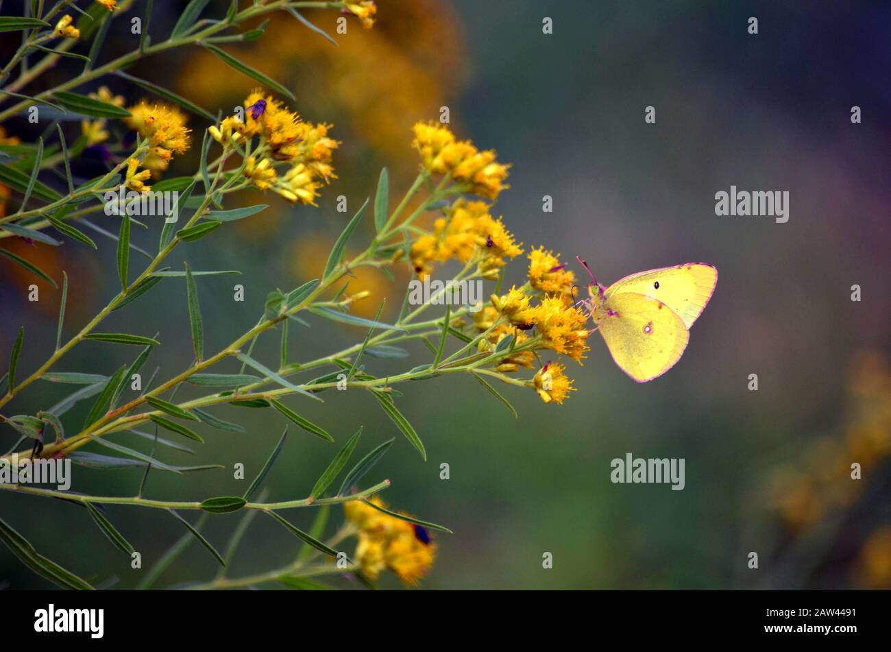 Zolfo annebbiato farfalla Alimentazione su un fiore Foto Stock