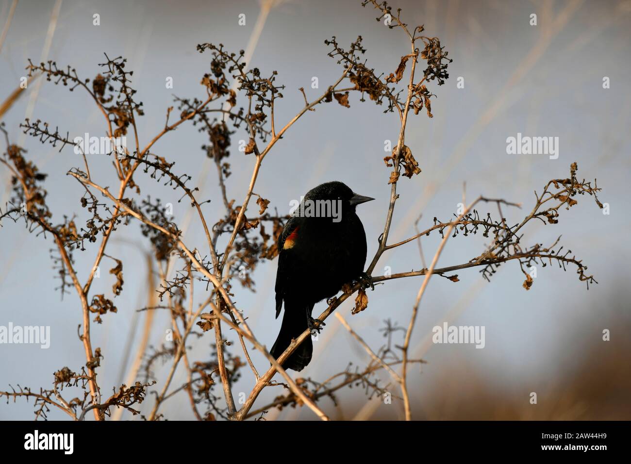 Uccello rosso-alato nero in una Bush Foto Stock