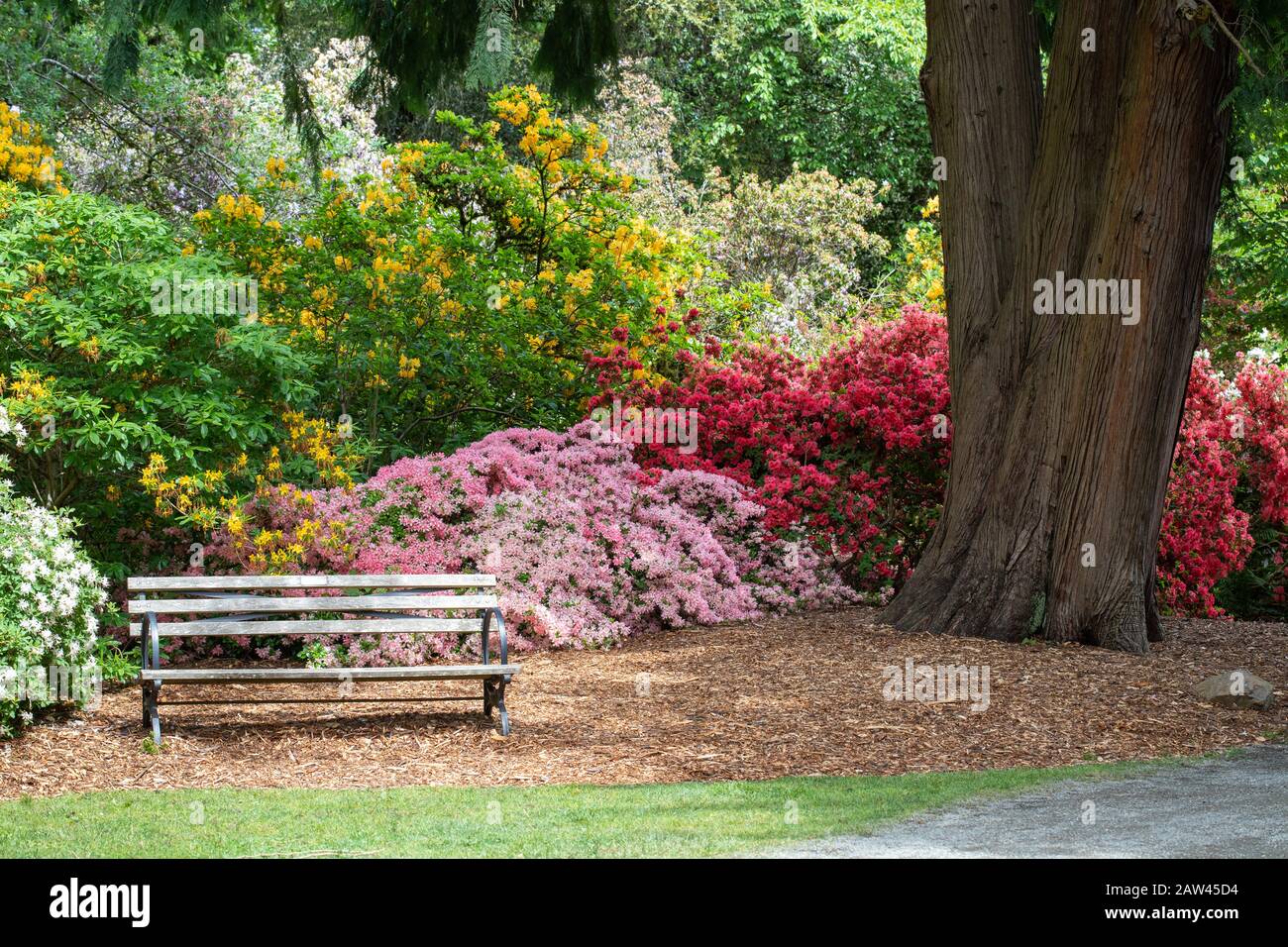 Invitante Panca Circondata Da Colorati Cespugli Di Azalea E Rododendro Foto Stock