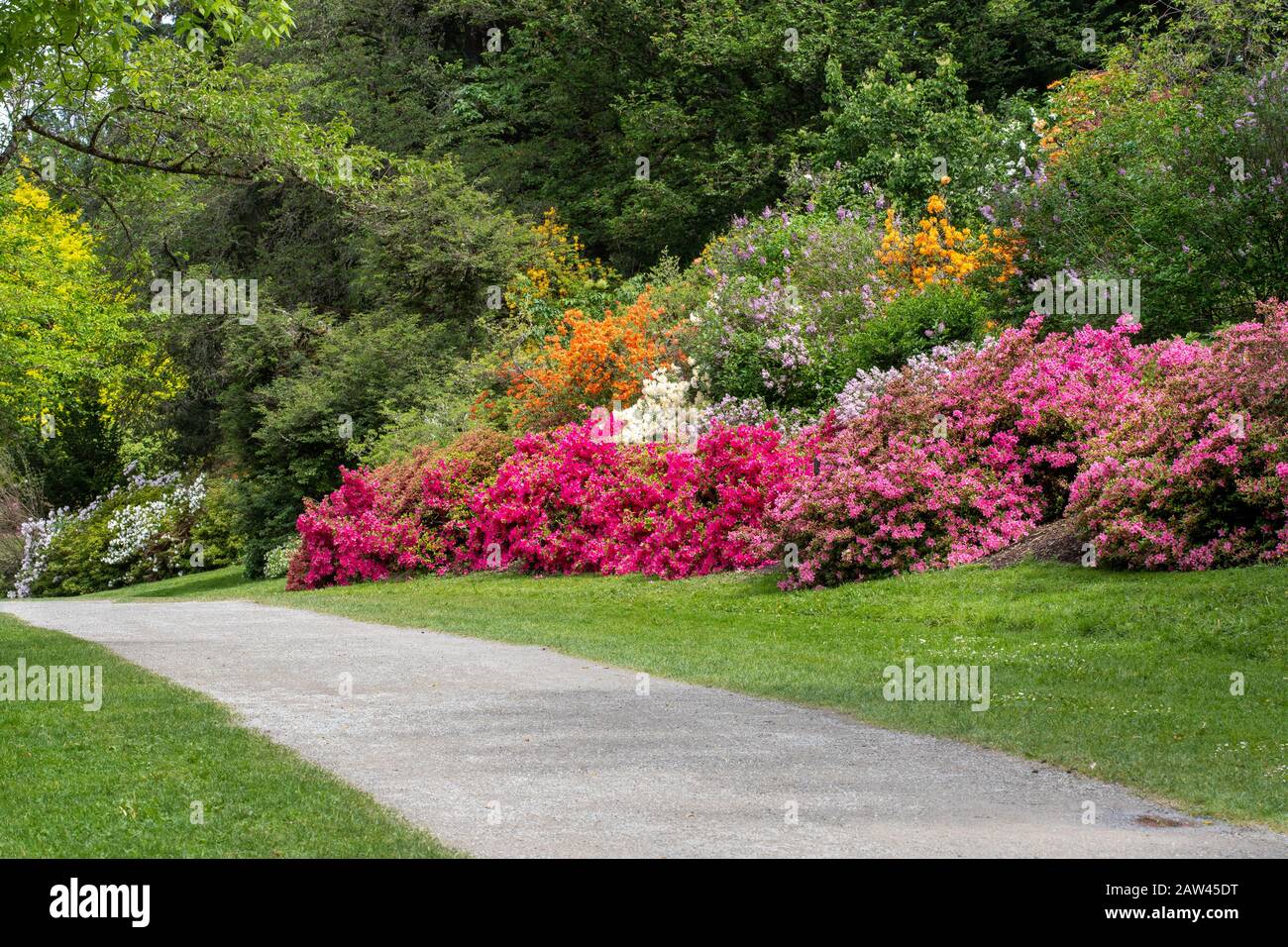 Garden Path Lungo Colorati Cespugli Azalea Foto Stock