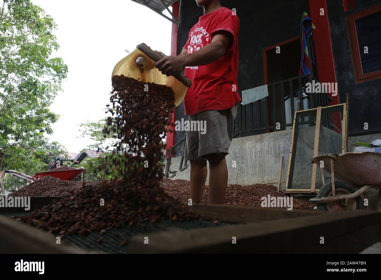 I coltivatori hanno visto asciugare i fagioli di cacao nel villaggio di Kalibata, Nel Subdistretto di Suoh, nel Lampung occidentale, nella provincia di Lampung, il 10 novembre 2019. Gli agricoltori di cacao a Lampung stanno attualmente conducendo modelli agricoli che sostengono la conservazione del territorio, come forma di sostegno al programma West Lampung Regency, il Conservation District. I fave di cacao essiccati sono il prodotto principale dell'Indonesia per l'esportazione verso i paesi stranieri. Foto Stock
