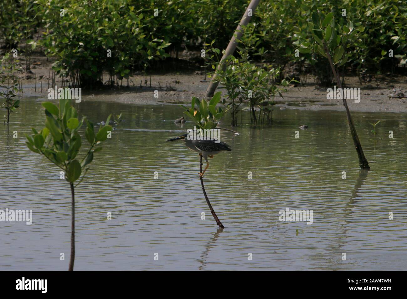 La vista delle foreste di mangrovie nella zona Del Parco Nazionale Di Way Kambas, Sumatra. Oltre a prevenire l'abrasione costiera, le foreste di mangrovie sono utilizzati dai residenti per coltivare piante e ancorare la barca. Foto Stock