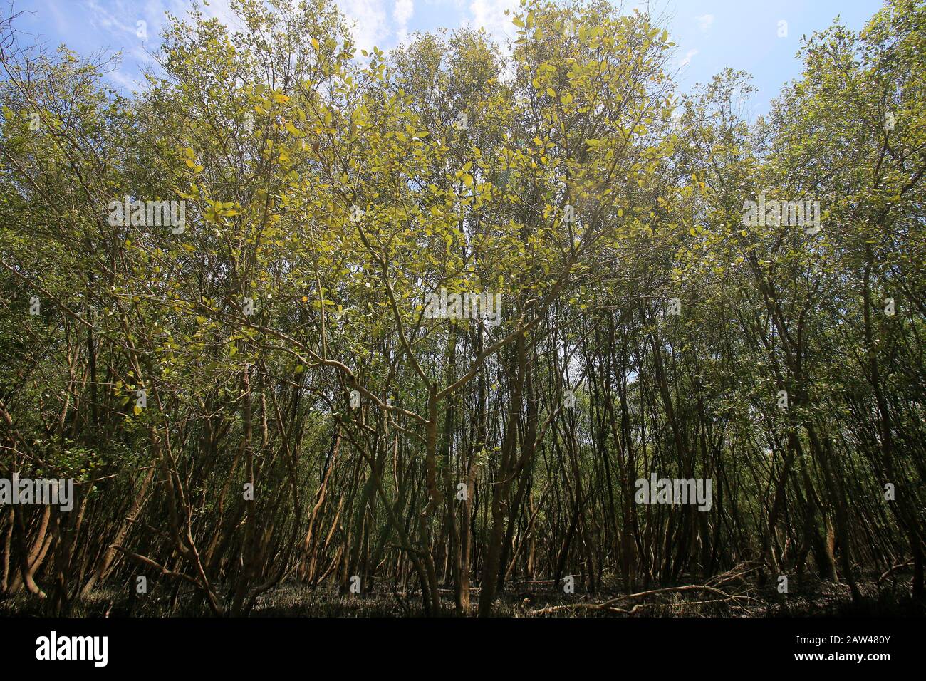La vista delle foreste di mangrovie nella zona Del Parco Nazionale Di Way Kambas, Sumatra. Oltre a prevenire l'abrasione costiera, le foreste di mangrovie sono utilizzate dai residenti per immagazzinare e ormeggiare le barche. Foto Stock