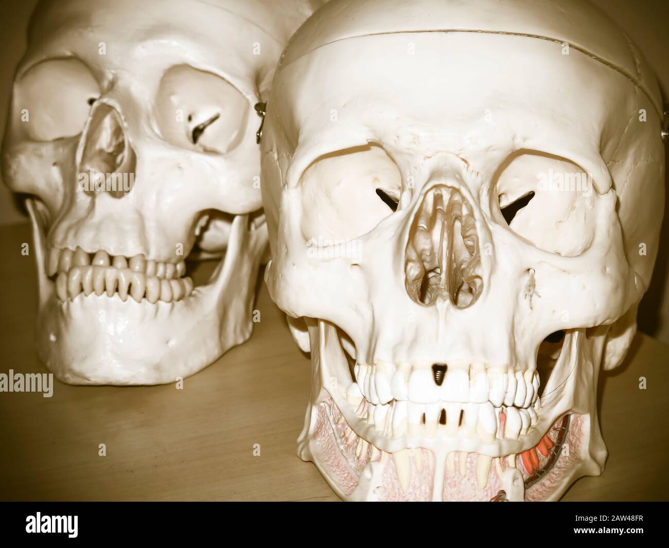 Modelli di teschi di formazione per studenti di medicina Foto Stock