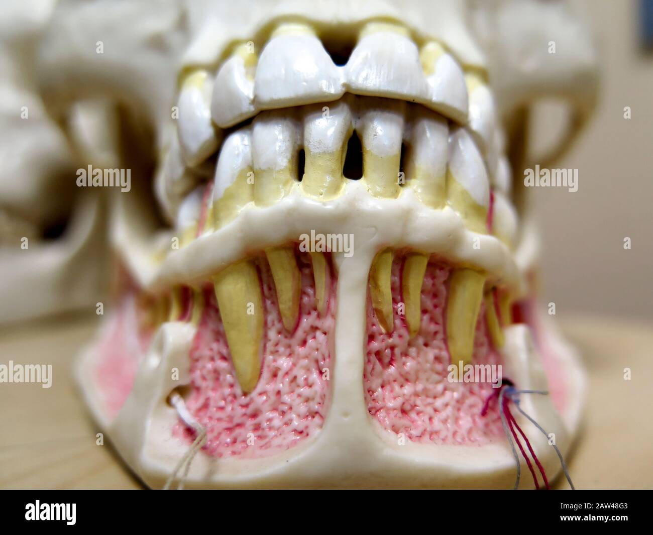 Teschi modello di addestramento per dentisti Foto Stock