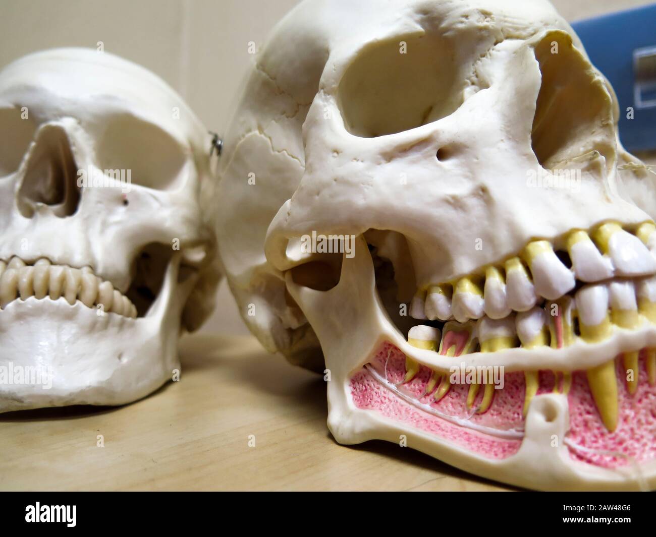 Teschi modello di addestramento per dentisti Foto Stock