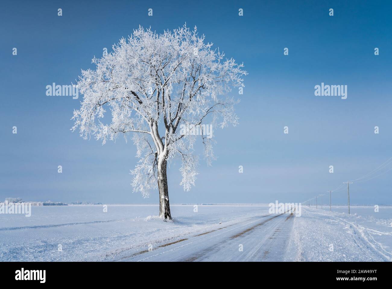 Inverno hoare gelo sugli alberi vicino Winkler, Manitoba, Canada. Foto Stock