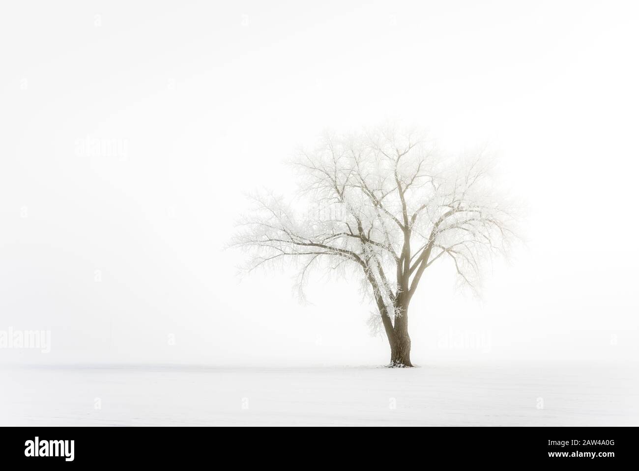 Inverno hoare gelo su ta lone albero vicino Myrtle, Manitoba, Canada. Foto Stock
