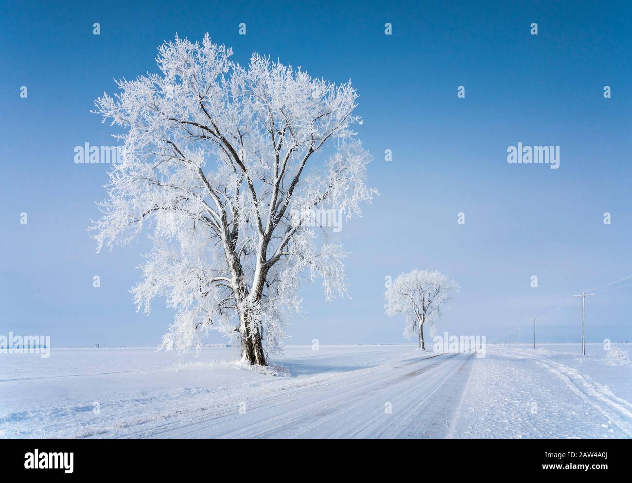 Inverno hoare gelo sugli alberi vicino Winkler, Manitoba, Canada. Foto Stock
