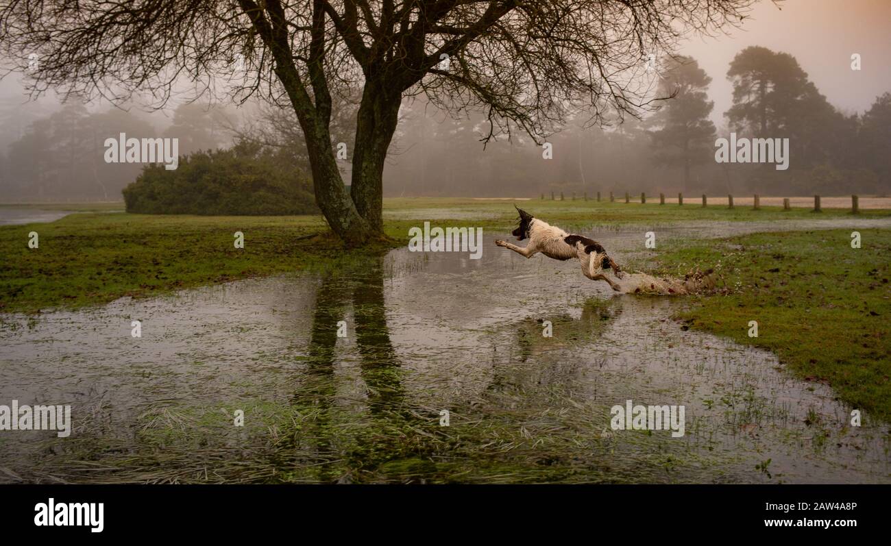 Un inglese Springer Spaniel salta su un ruscello inondato dopo il recente maltempo nella New Forest Hampshire Inghilterra in una mattina misty. Foto Stock
