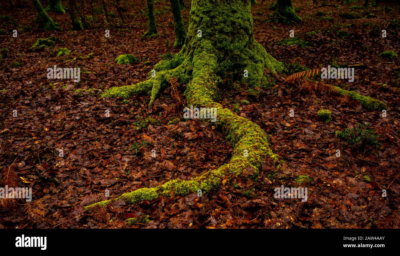 Il muschio verde sale e cresce intorno alle radici e ai piedi degli alberi nella New Forest battendo contro le foglie arancioni del pavimento della foresta. Foto Stock