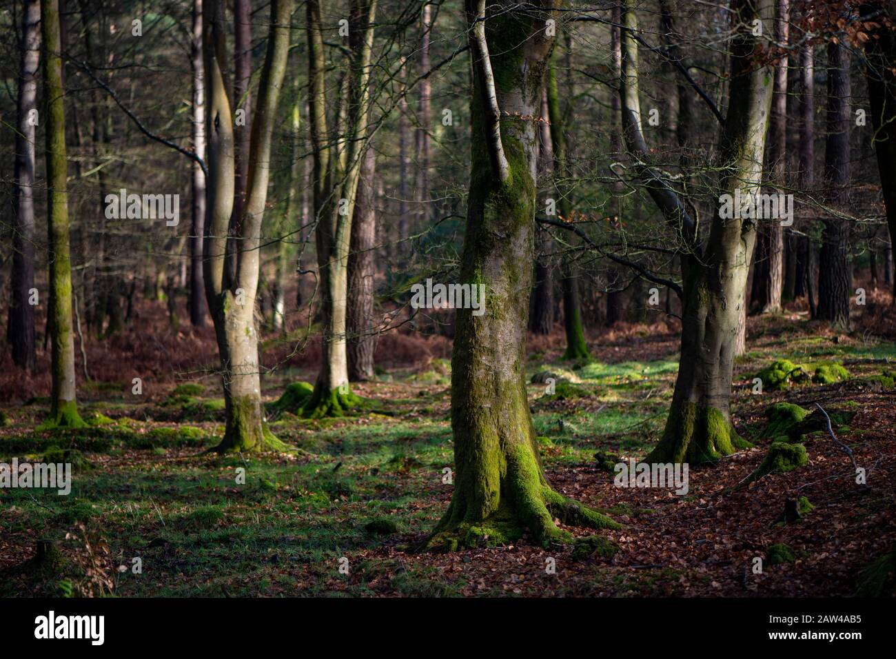 Un teleobiettivo comprimendo la prospettiva di alberi maturi nella New Forest Hampshire Inghilterra. L'immagine è un mix di tonalità verde e arancione. Foto Stock