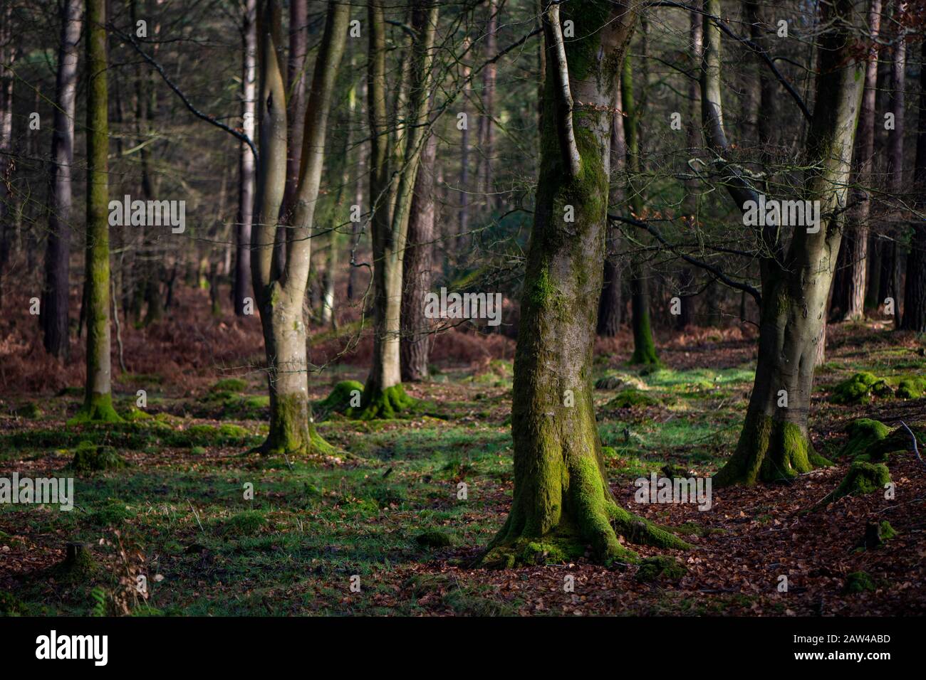 Un teleobiettivo comprimendo la prospettiva di alberi maturi nella New Forest Hampshire Inghilterra. L'immagine è un mix di tonalità verde e arancione. Foto Stock