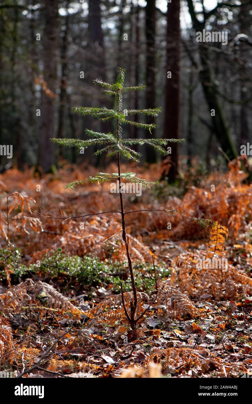 Nuovi alberi crescono nella nuova foresta attraverso una buona gestione forestale che aiuta la biodiversità e aiuta la compensazione del problema Del Carbonio e del riscaldamento globale Foto Stock