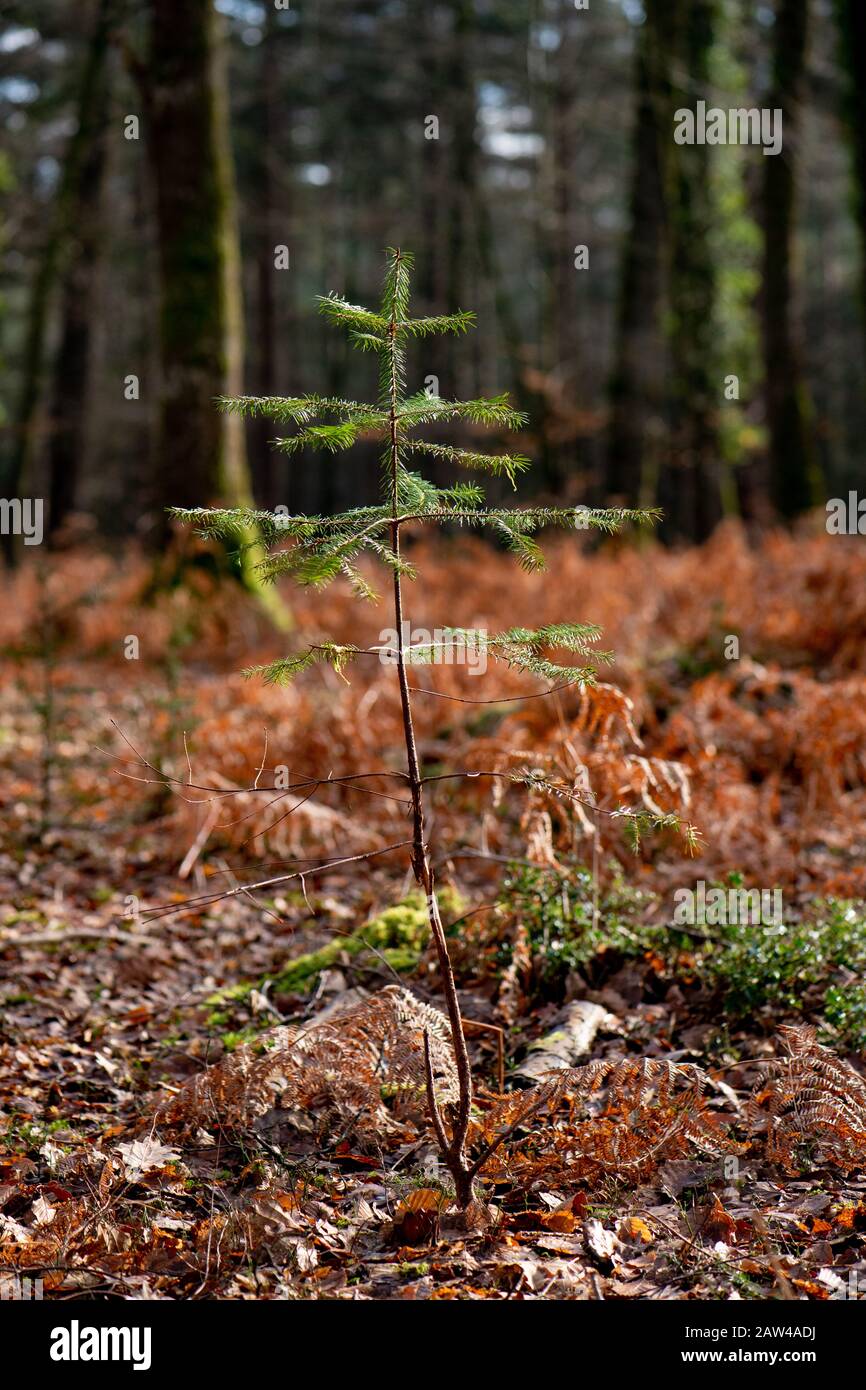 Nuovi alberi crescono nella nuova foresta attraverso una buona gestione forestale che aiuta la biodiversità e aiuta la compensazione del problema Del Carbonio e del riscaldamento globale Foto Stock