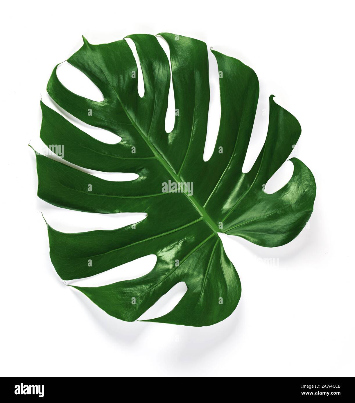 Giungla tropicale Monstera foglie isolate Foto Stock