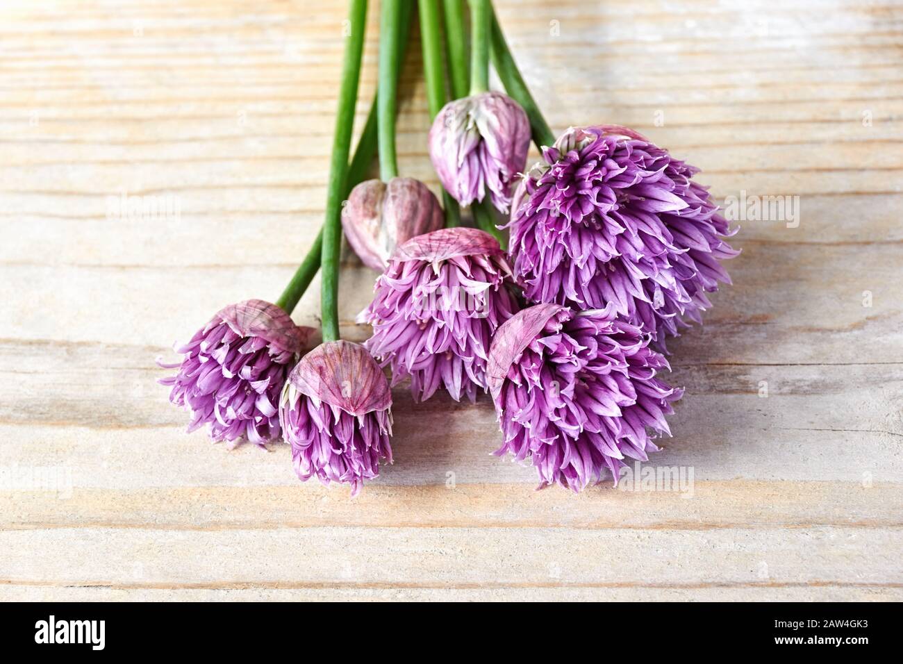 Erba cipollina verde o allio in fiore con fiori viola viola e steli verdi su un tavolo di legno, erba cipollina è un'erba commestibile per l'uso in cucina. Foto Stock