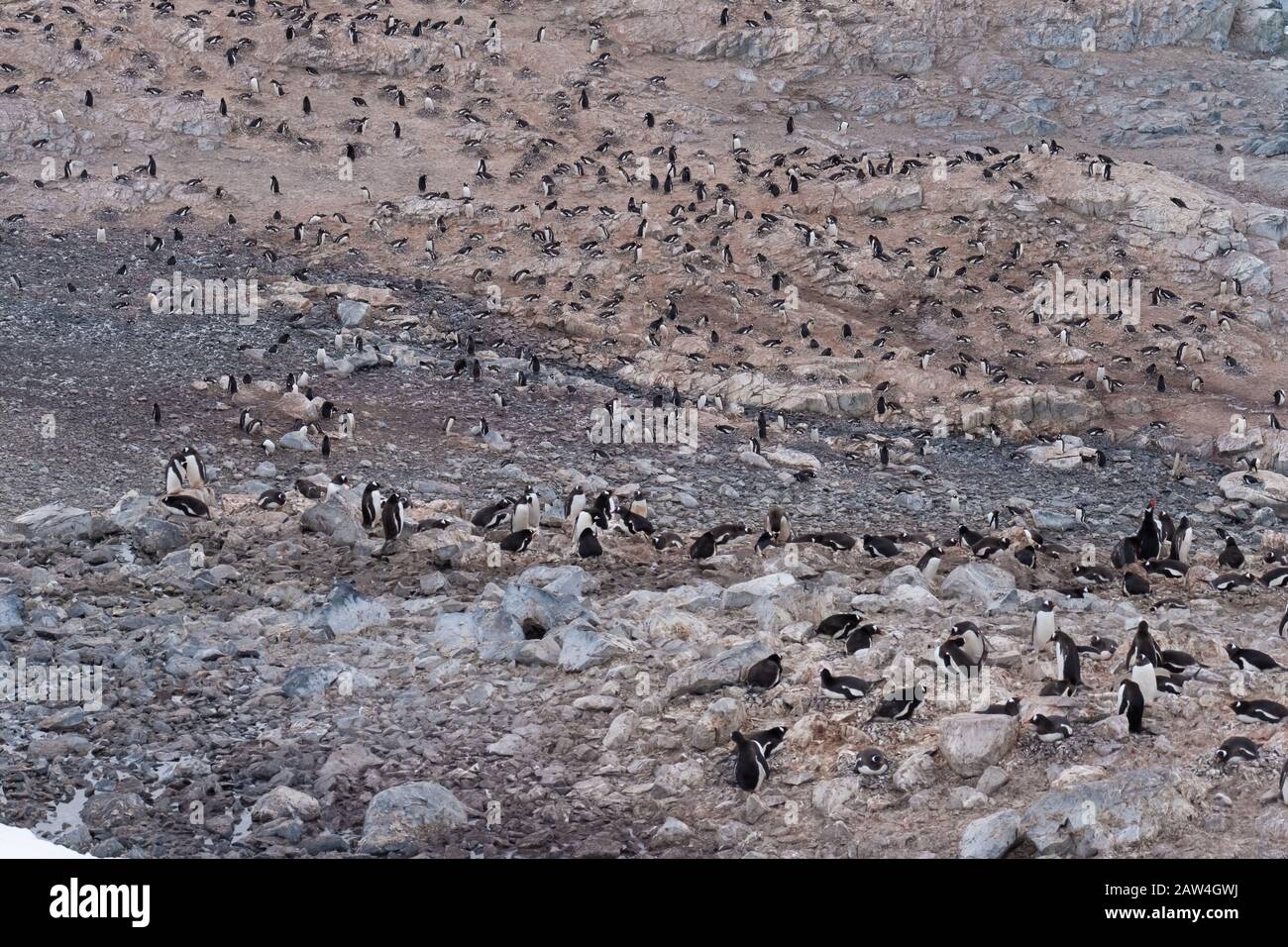 Enormi colonie di pinguini Gentoo nel mezzo di paesaggi spettacolari, Cuverville Island, Antartide Peninsula, Antartide Foto Stock