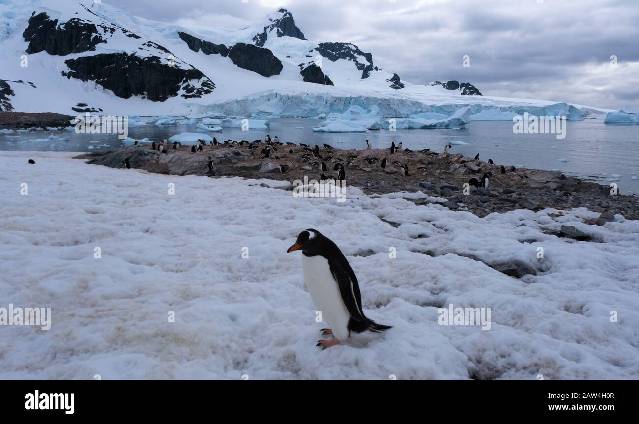 Enormi colonie di pinguini Gentoo nel mezzo di paesaggi spettacolari, Cuverville Island, Antartide Peninsula, Antartide Foto Stock