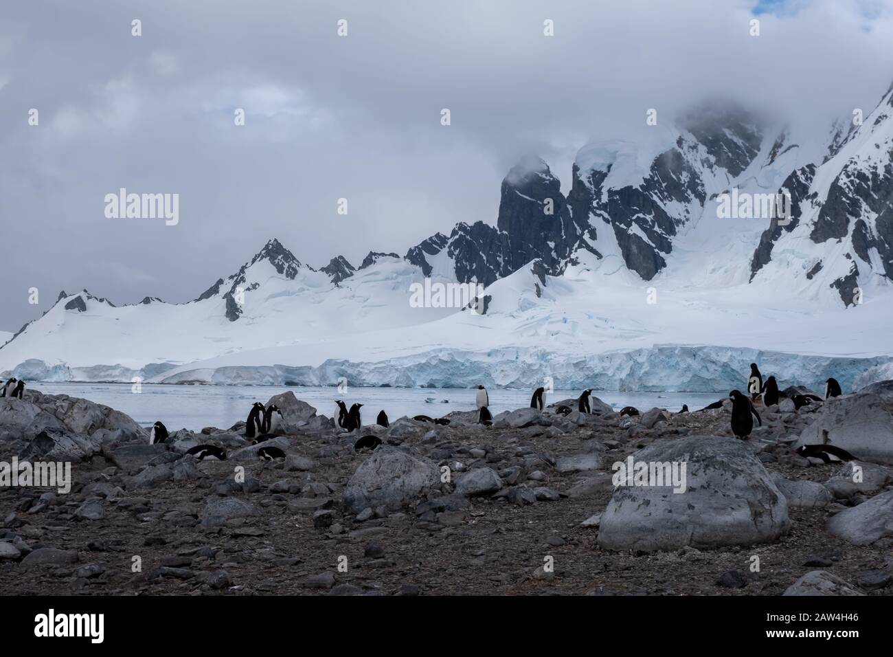 Enormi colonie di pinguini Gentoo nel mezzo di paesaggi spettacolari, Cuverville Island, Antartide Peninsula, Antartide Foto Stock