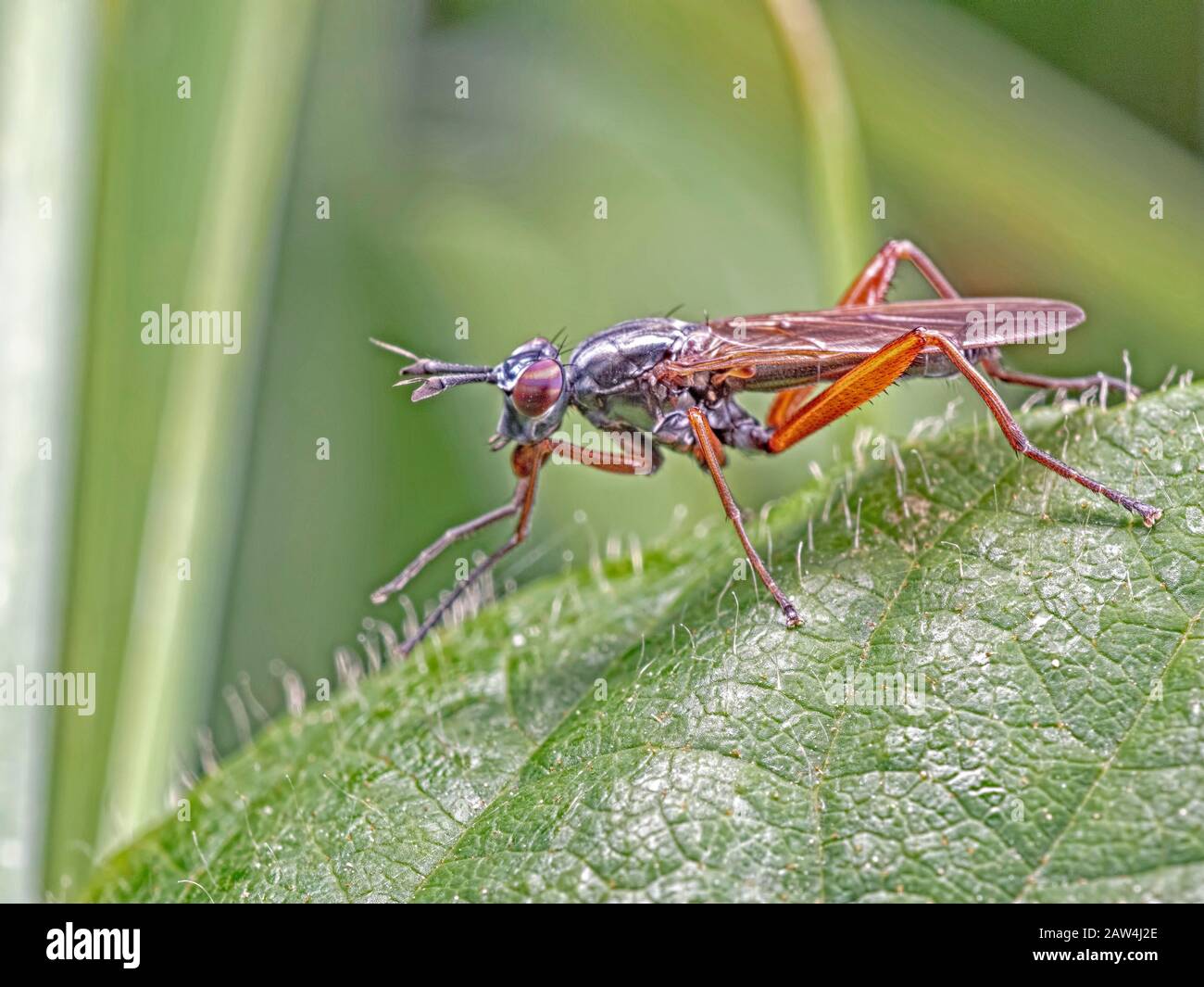 Sepedon sphega lumaca-uccisione volare Foto Stock