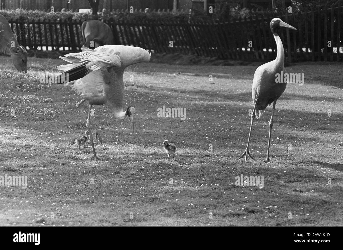 Gru A Blijdorp Data Di Nascita: 2 Agosto 1962 Località: Rotterdam, Sud Olanda Parole Chiave: Animali Giardini, Uccelli Nome Persona: Gru Istituto Nome: Zoo Foto Stock