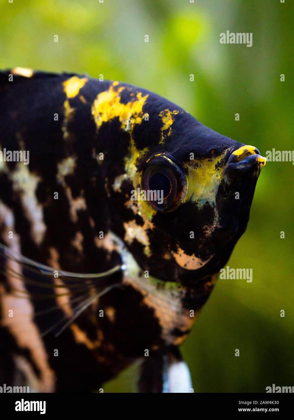 Macro primo piano di un pesce angelo bianco e nero in una vasca di pesce con sfondo sfocato (Pterophyllum scalare) Foto Stock