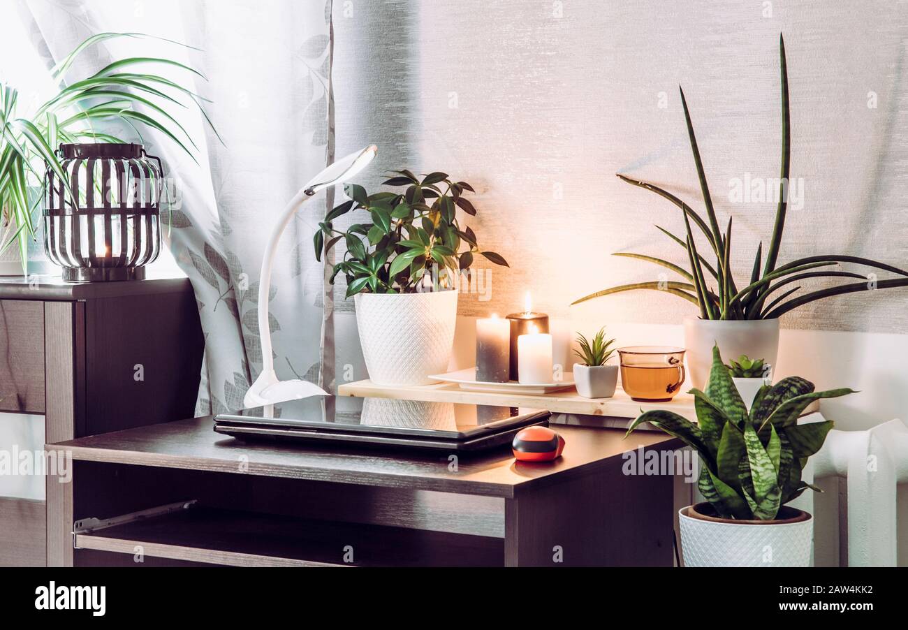Grigio sesso neutro home Office con molto verde calmante vivere piante di fiori in vaso crescente. Verde sano concetto di stile di vita calmo. Foto Stock