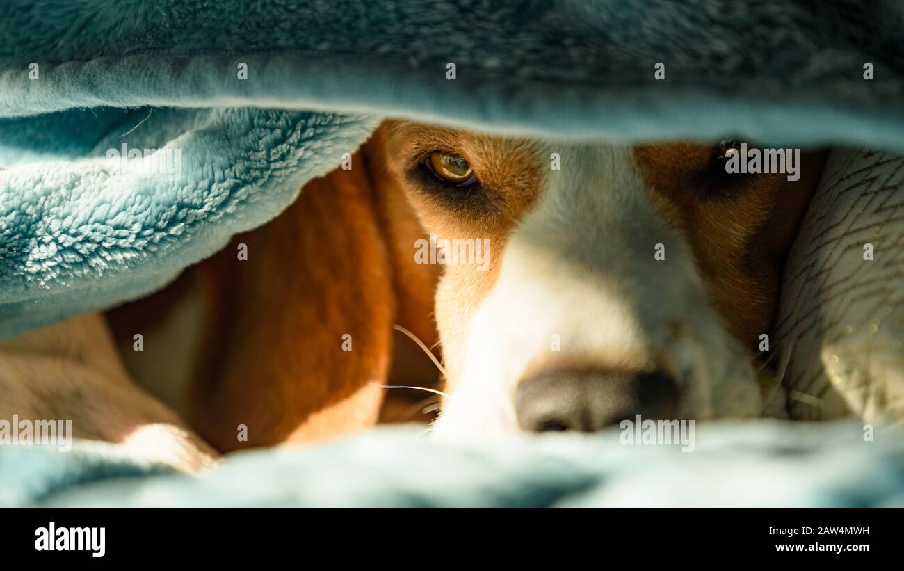 Cane beagle pigro e assonnato sotto una coperta blu su un letto. Giornata di sole a casa sfondo. Foto Stock