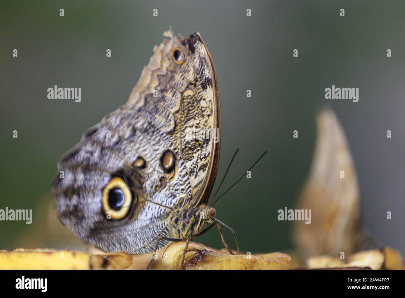 Una bella farfalla nel Giardino delle Farfalle di Dubai. Emirati Arabi Uniti Foto Stock
