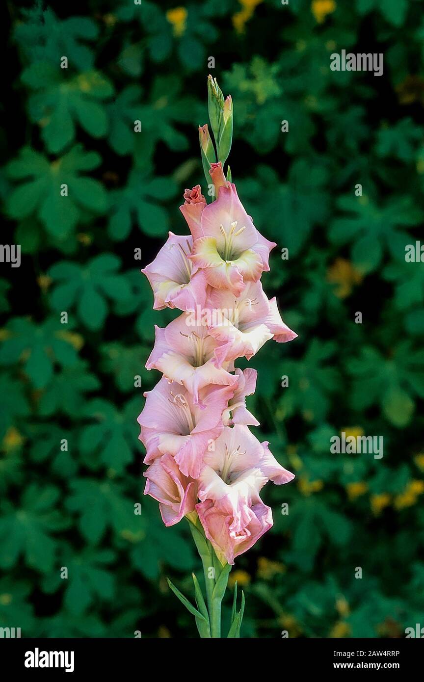 Gladioli fiore punta di fresco che mostra fiori e boccioli di rottura su uno sfondo di foglie verdi. Foto Stock
