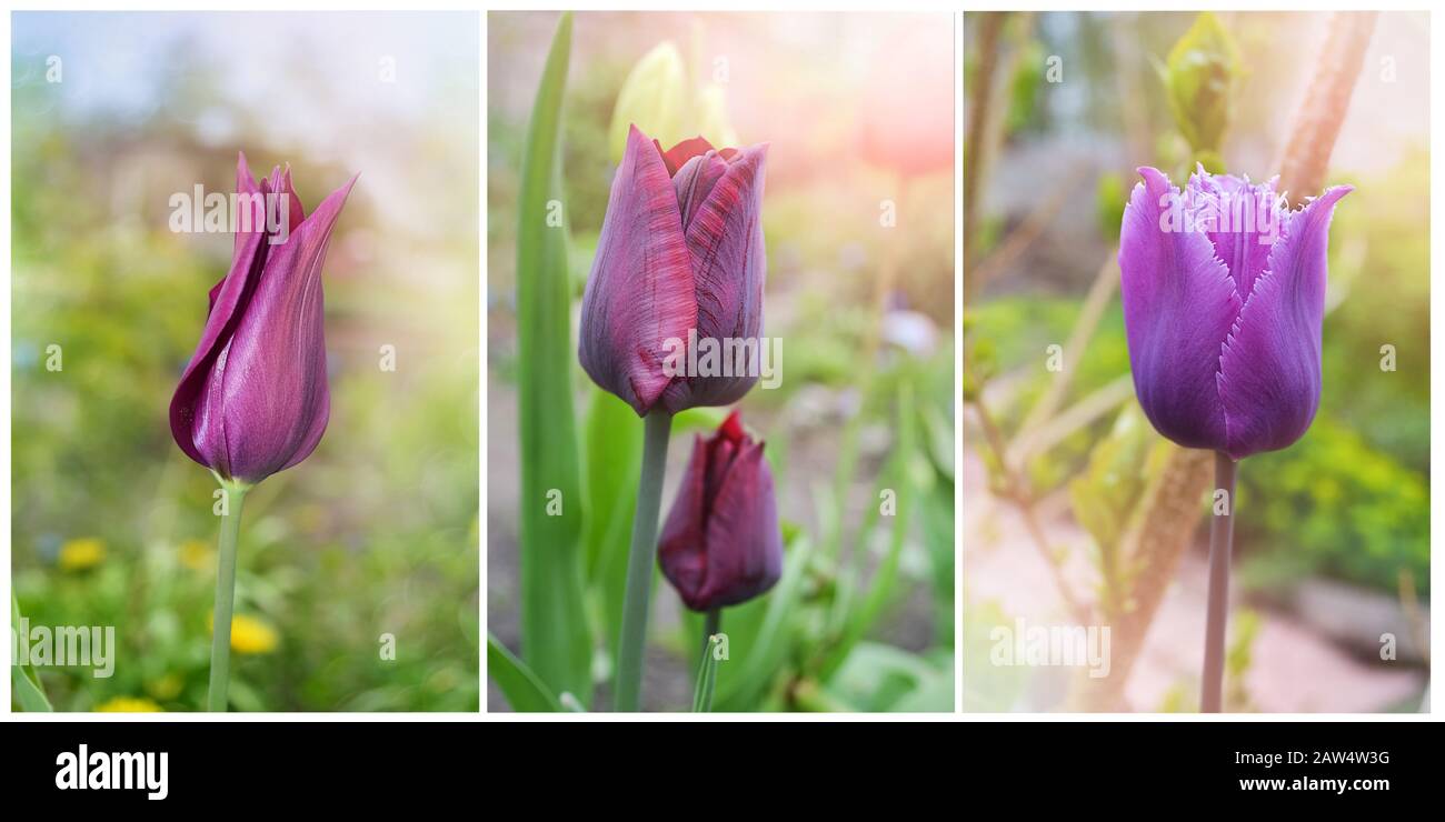 Collezione di splendidi tulipani in giardino. Collage di tre foto Foto Stock