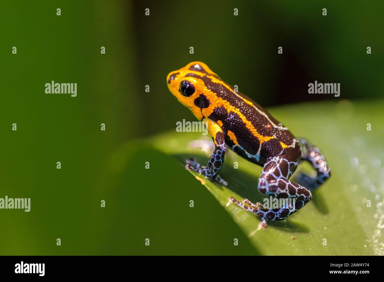 Imita Poison Frog o la freccia velena frog su una foglia Foto Stock