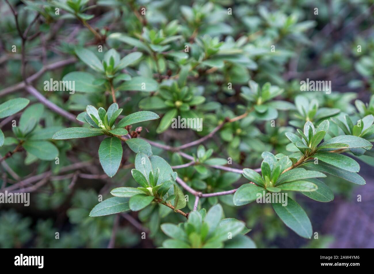 Macro sfondo di profondo verde arbusto sempreverde indiano Hawthorn 'Rhaphiolepis umbellata' rami e foglie., Shot in luce del giorno con fuoco selettivo Foto Stock