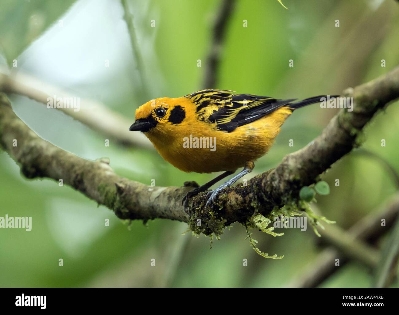 Primo piano del Tanager d'oro (Tangara arthus) che si accamparono su un ramo mossy nell'Ecuador nord occidentale. Foto Stock