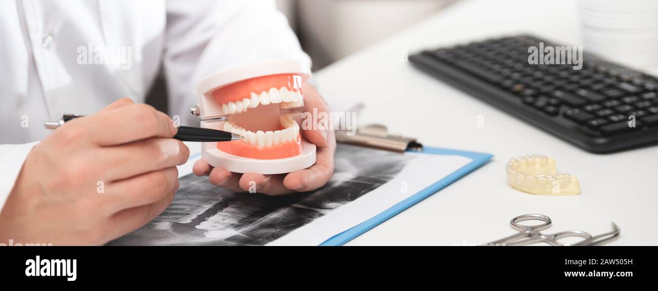 Dottore in ufficio mantiene la ganascia. Dentista mostra come prendersi cura di denti sani Foto Stock
